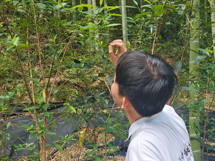 �҉ؘ��ۈF(tu��n)�(du��)���f������ɽ��A�a(ch��n)�I(y��)